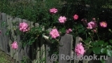 Chaplin's Pink Chaplin's Pink