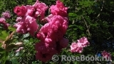 Chaplin's Pink Chaplin's Pink