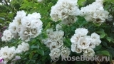 White Flight White Flight