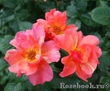 Sorbet Fruite Sorbet Fruite