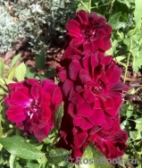 Burgundy Ice Burgundy Ice