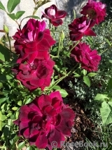 Burgundy Ice Burgundy Ice