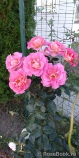 Pink Paradise Pink Paradise