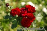 Grande Amore Grande Amore