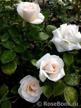 Aspirin Rose Aspirin Rose