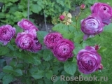 Rose Thelma Rose Thelma