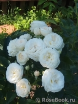 La Paloma 85 La Paloma 85