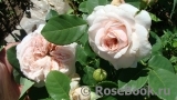Claire Rose Claire Rose
