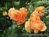 Lady of Shalott Lady of Shalott