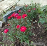 Red Det 80 ® Red Det 80 ®