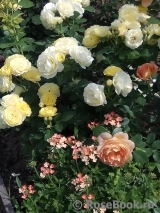 Golden Border Golden Border