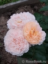 Sangerhauser Jubilaumsrose Sangerhauser Jubilaumsrose