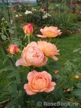 Lady of Shalott Lady of Shalott