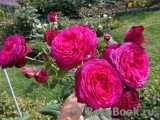 Johann Wolfgang von Goethe Rose® Johann Wolfgang von Goethe Rose®