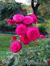 Johann Wolfgang von Goethe Rose® Johann Wolfgang von Goethe Rose®