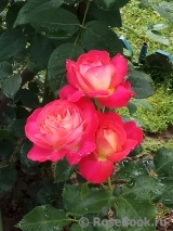 Midsummer Midsummer