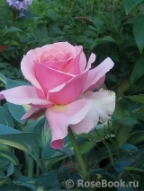 Poesie Poesie