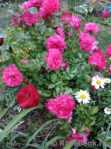 Rosarium Uetersen Rosarium Uetersen