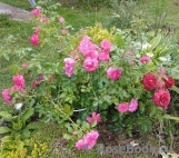 Rosarium Uetersen Rosarium Uetersen