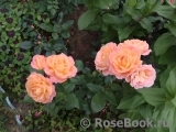 Rosemary Harkness Rosemary Harkness