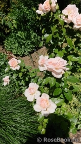 Chandos Beauty Chandos Beauty