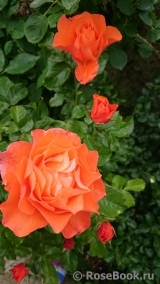 For You With Love For You With Love
