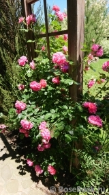Rosarium Uetersen Rosarium Uetersen