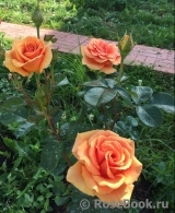 Ashram Ashram