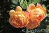 Lady of Shalott Lady of Shalott