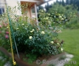 Lovely Green ®