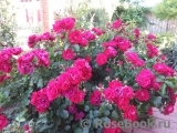 Roter Korsar Roter Korsar