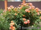 Westerland Westerland
