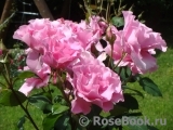 McCartney Rose, The McCartney Rose, The
