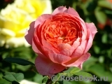 Amandine Chanel Amandine Chanel
