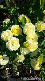 Golden Border Golden Border