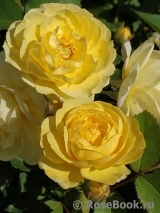Golden Border Golden Border