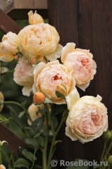 Crown Princess Margareta® Crown Princess Margareta®