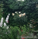 Crocus Rose® Crocus Rose®