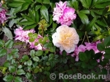 Crocus Rose® Crocus Rose®
