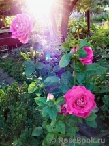 Pink Peace Pink Peace