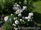 Aspirin Rose Aspirin Rose