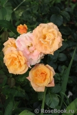 Lusatia ® Lusatia ®