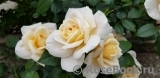 Lions Rose Lions Rose