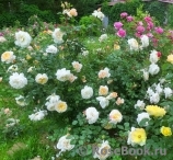 Crocus Rose® Crocus Rose®