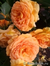 Goldelse