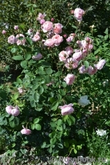 The Alnwick Rose The Alnwick Rose