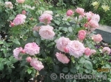 Kordes' Rosenfaszination ® Kordes' Rosenfaszination ®
