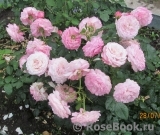 Kordes' Rosenfaszination ® Kordes' Rosenfaszination ®