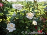Lions Rose Lions Rose