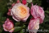 Constance Constance
